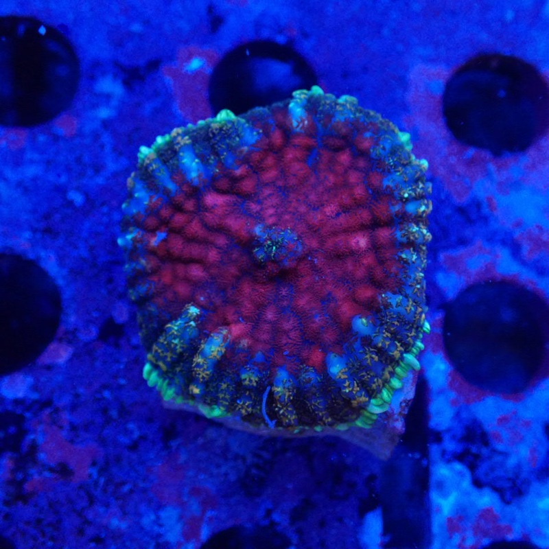 Red Rhodactis 1 Polyp