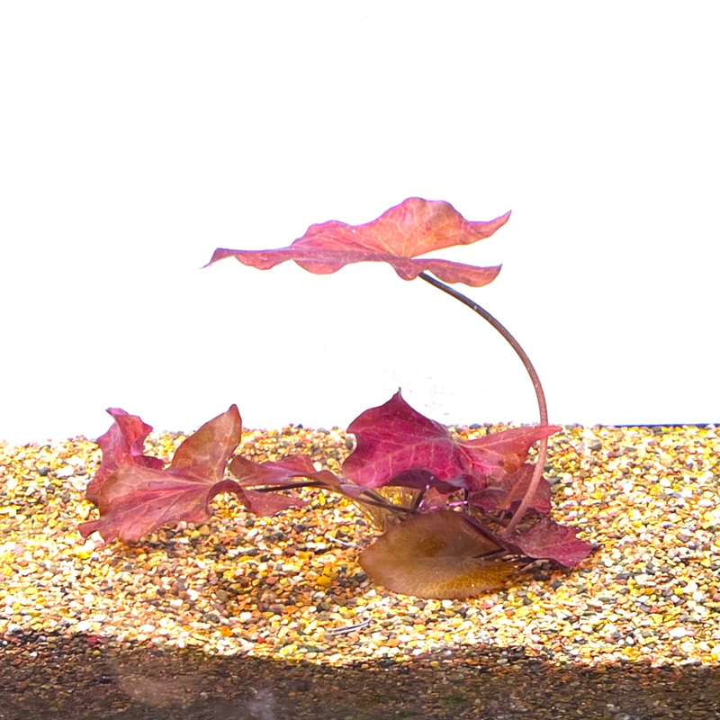 Red Tiger Lotus - Medium