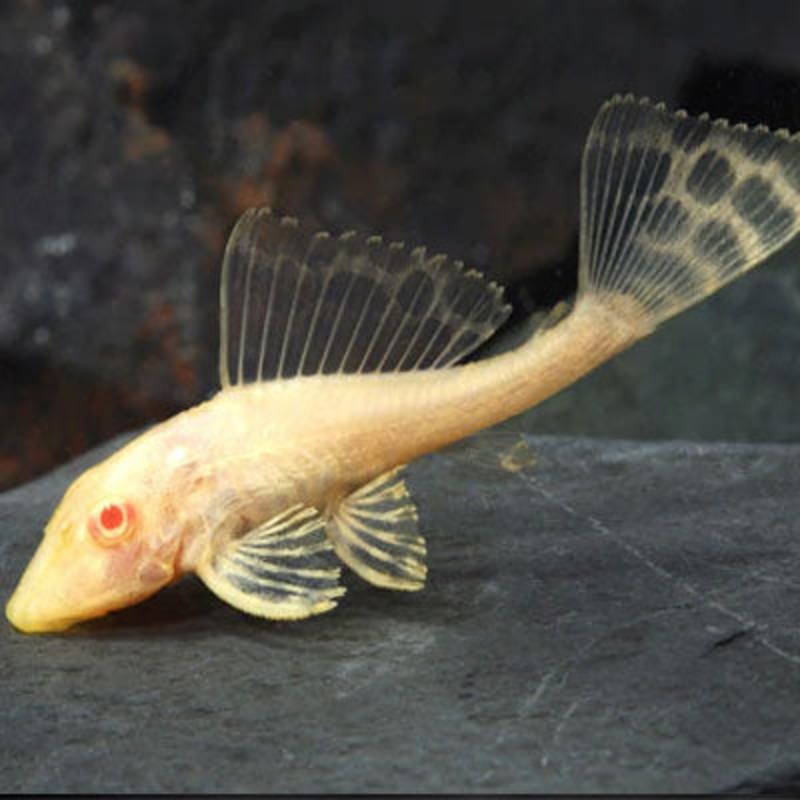 Sailfin Gibbicep Albino Pleco 6cm