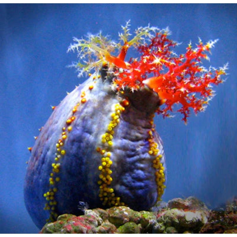 Sea Apple