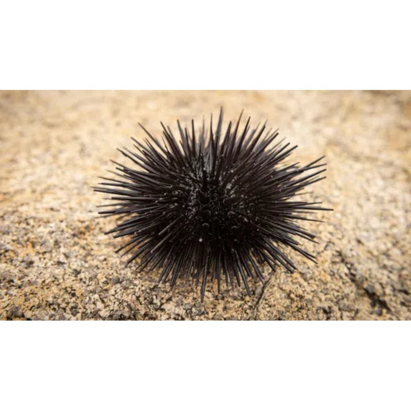 Short Spined Urchin