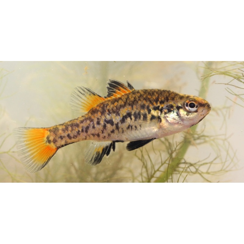 Southern Pygmy Perch