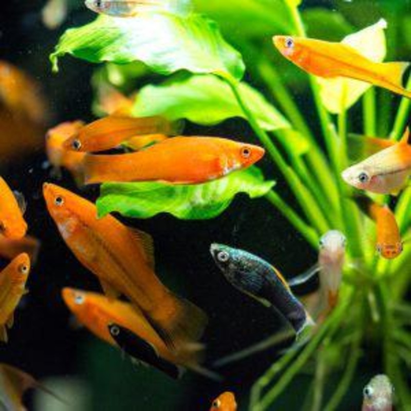 Swordtail Assorted 5cm