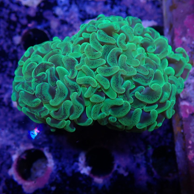 Toxic Green Hammer 2 Heads