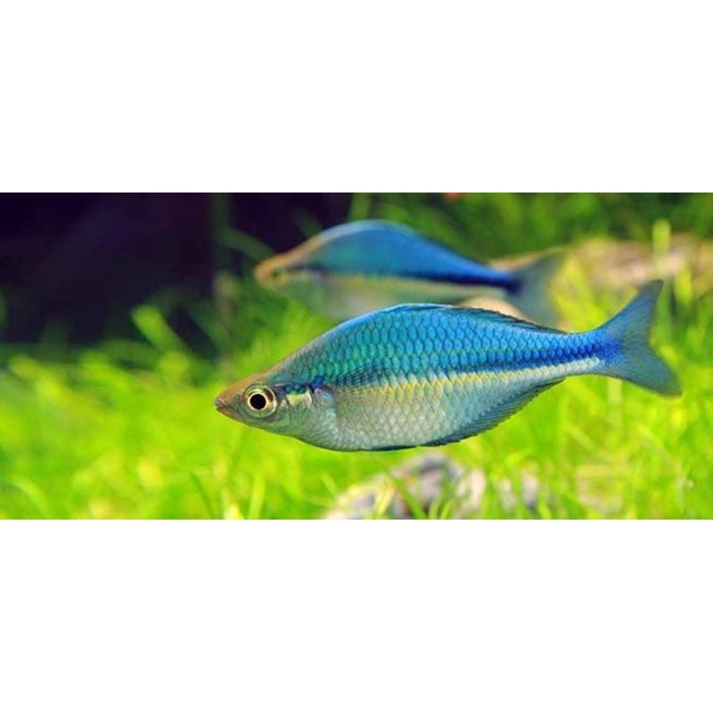 Turquoise Rainbow - Lacustris