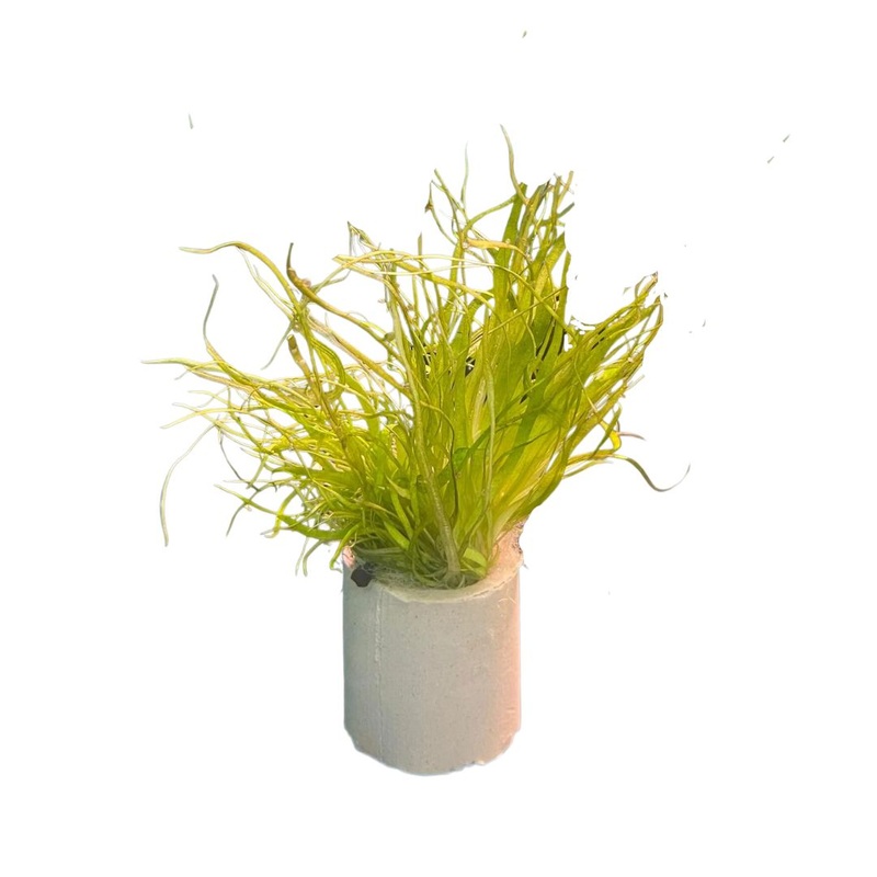 Utricularia graminifolia (U.G) - Pot