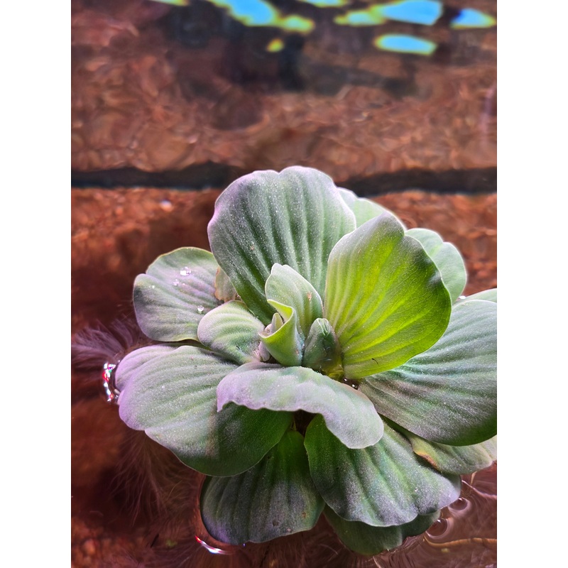 Water Lettuce