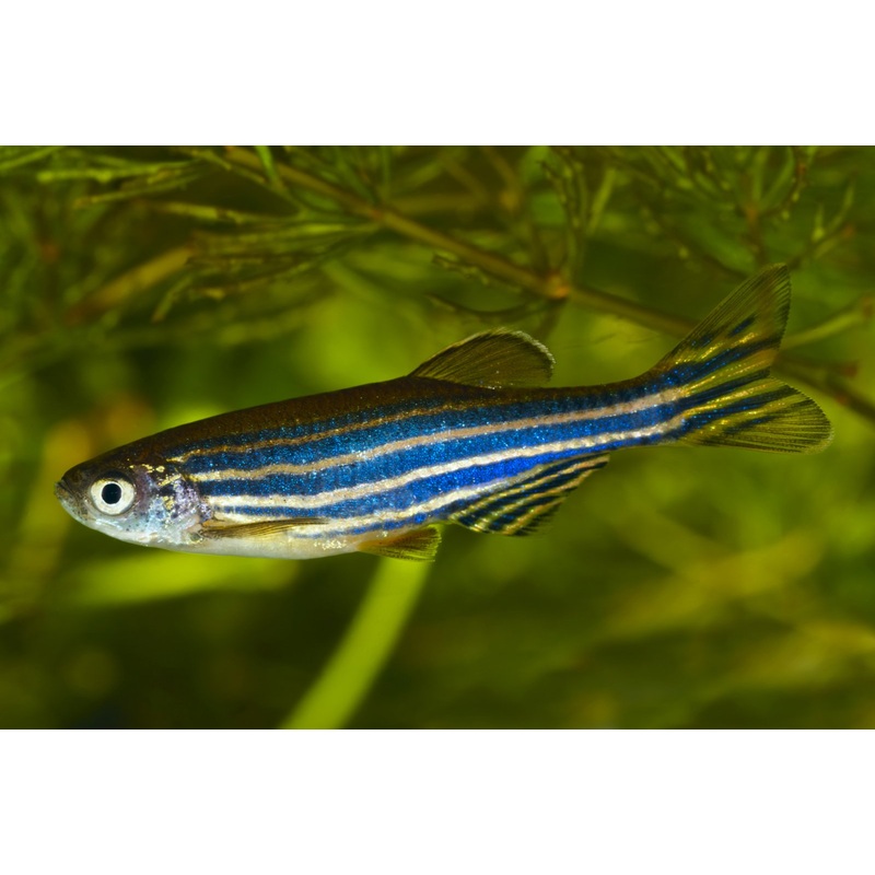 Zebra Danio 3.5 Cm