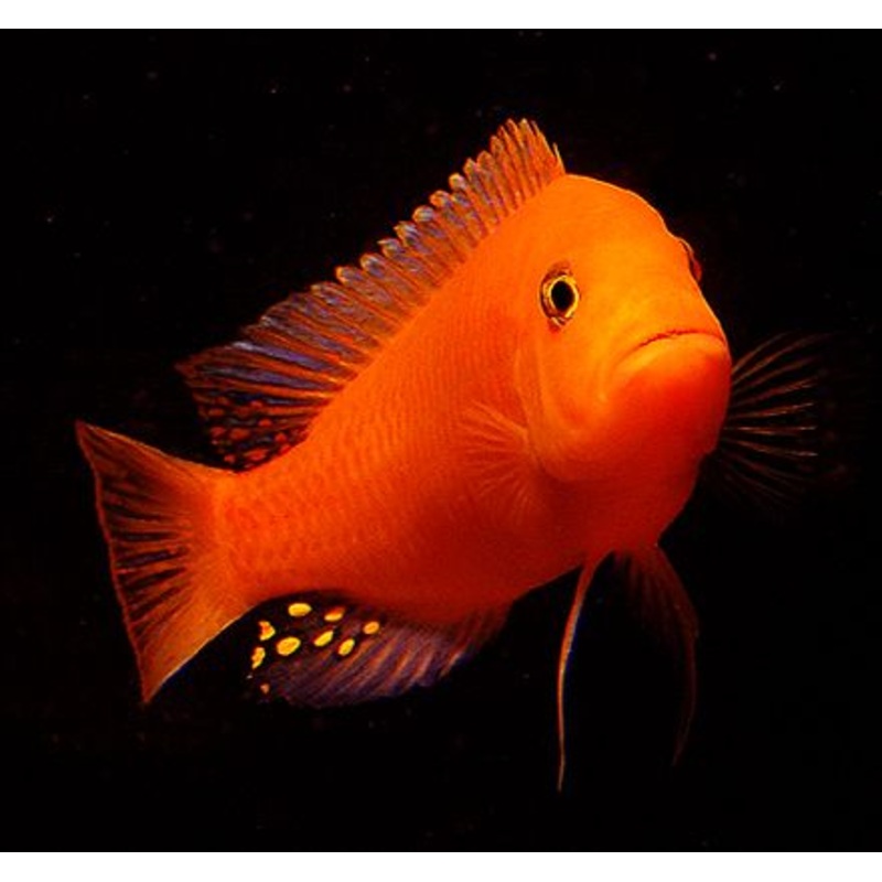 Zebra Red Pulu Point 4cm