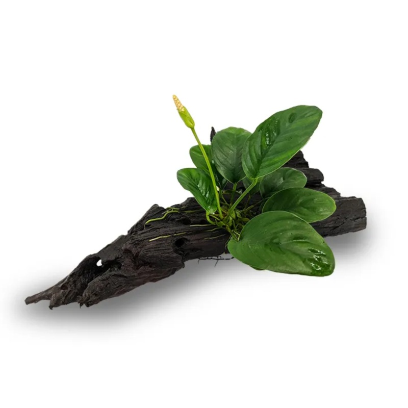 Anubias on Driftwood Medium