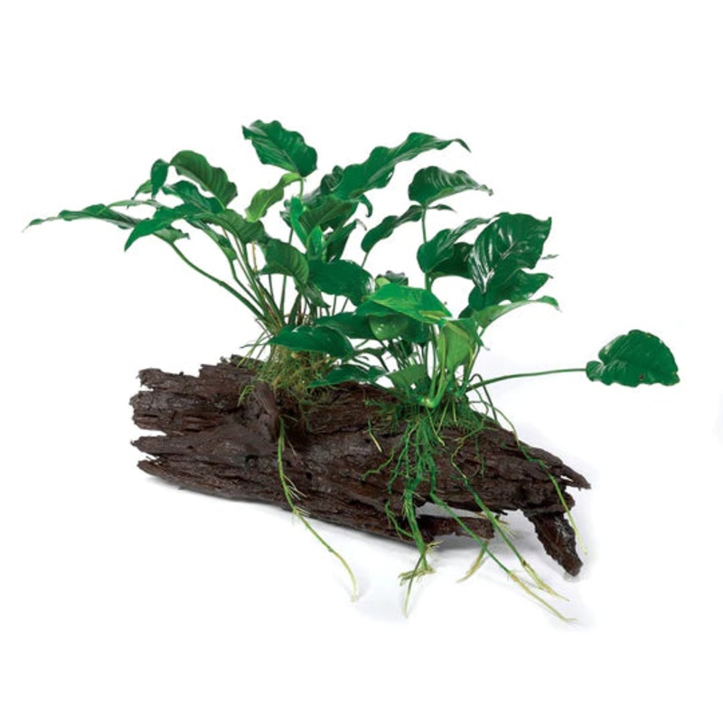Anubias on Driftwood Xlarge - Double Anubias