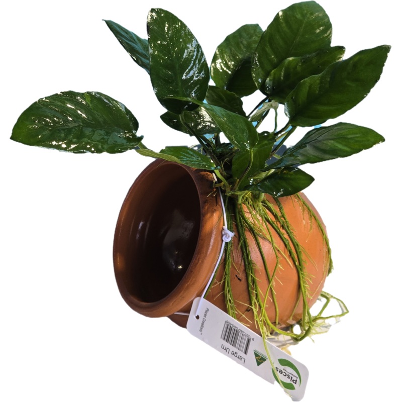 Anubias on Terracotta Pot - Large