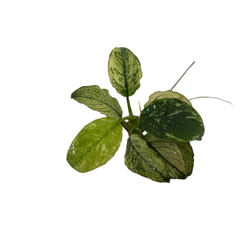 Anubias Pinto