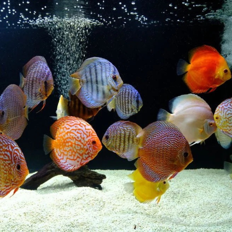 Assorted Discus 5cm