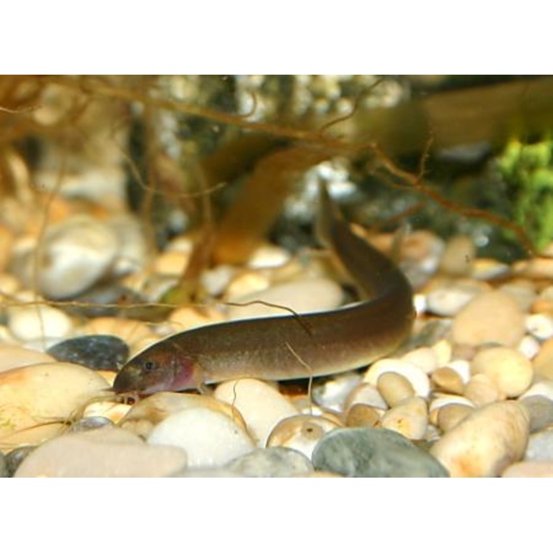 Black Kuhlii Loach 7cm