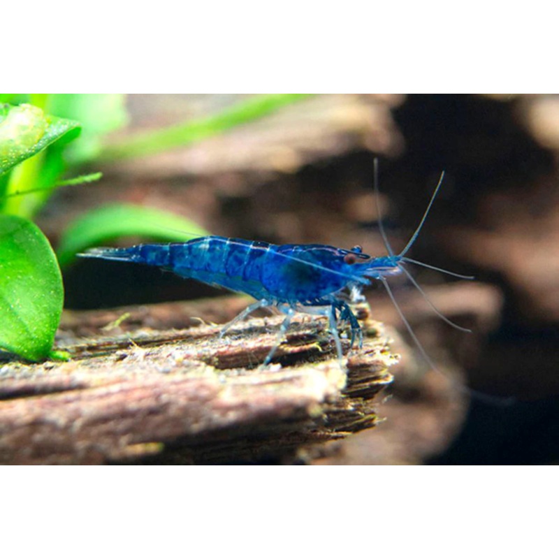 Blue Cherry Shrimp