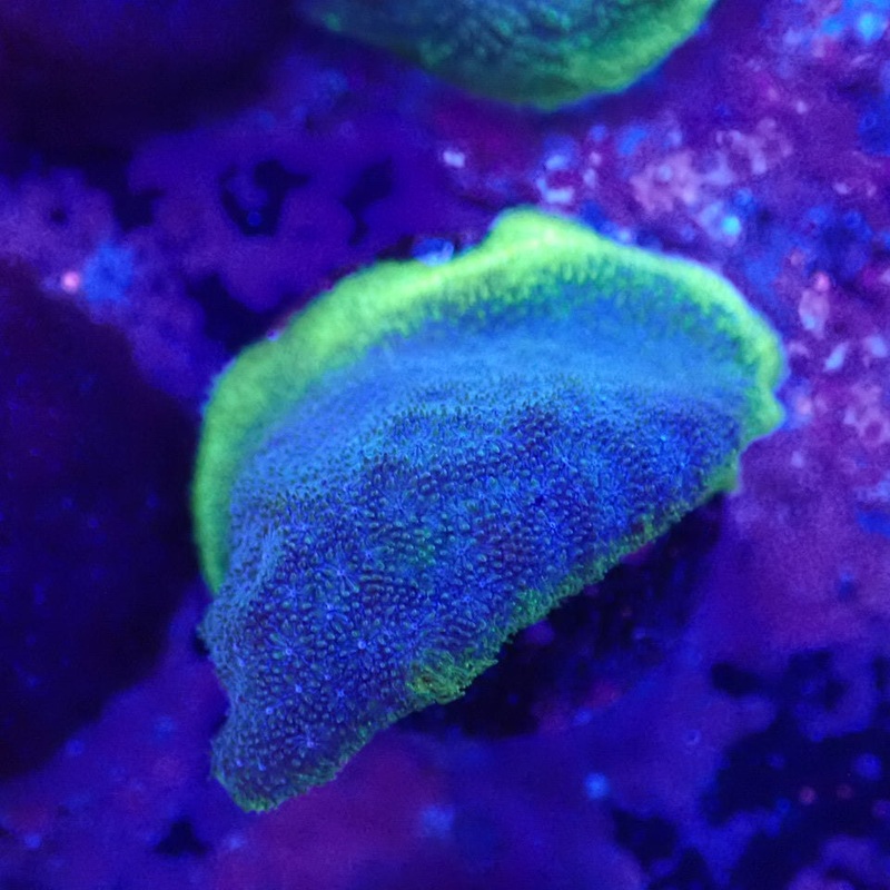 Blue/Green Psammacora Frag