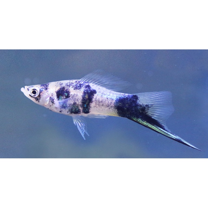 Blue Marble Koi Swordtail