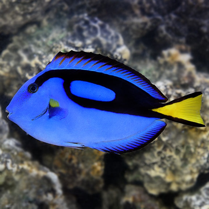 Blue Tang Small 4-7cm