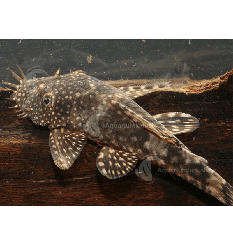 Bristlenose Catfish 3cm