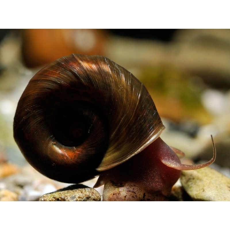 Brown Ramshorn Snail