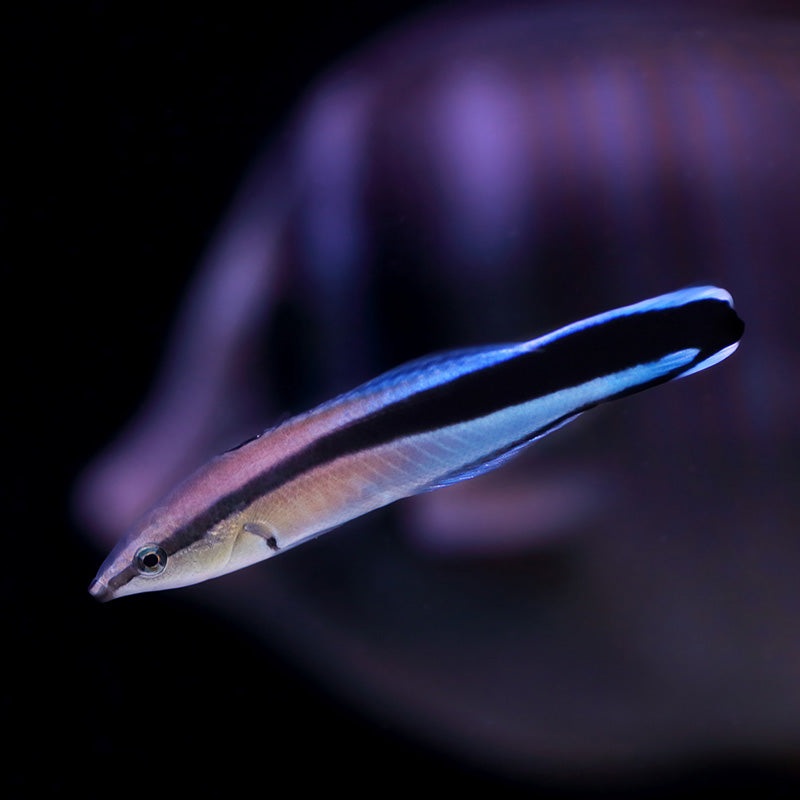Cleaner Wrasse