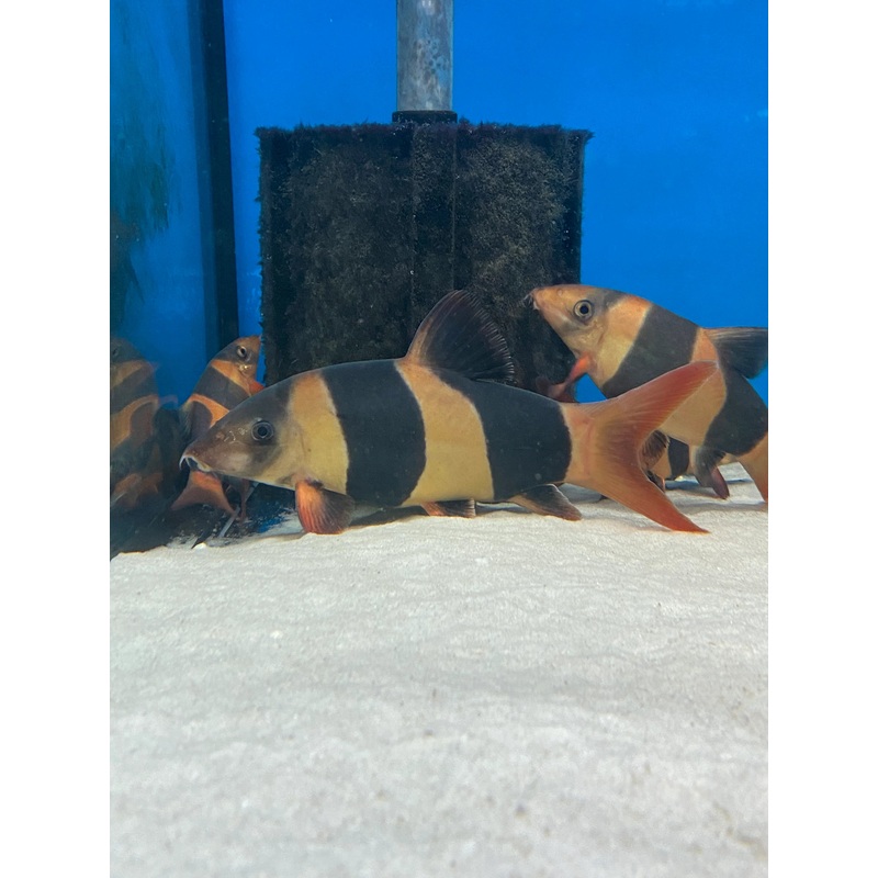 Clown Loach 5cm