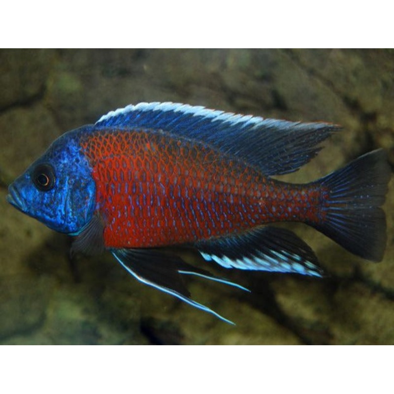 Copadichromis Kadango Red