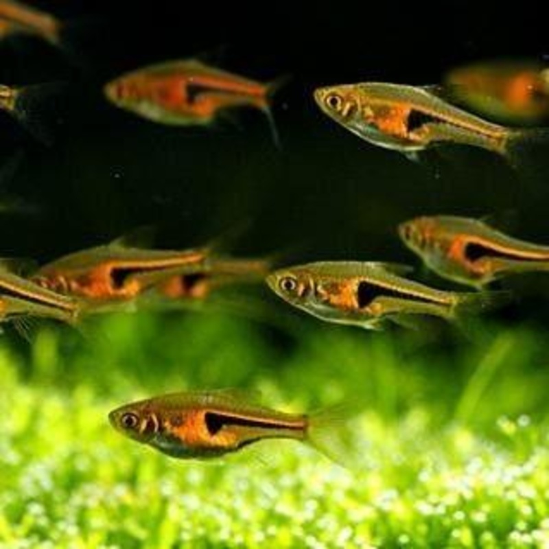 Copper Rasbora 2 Cm