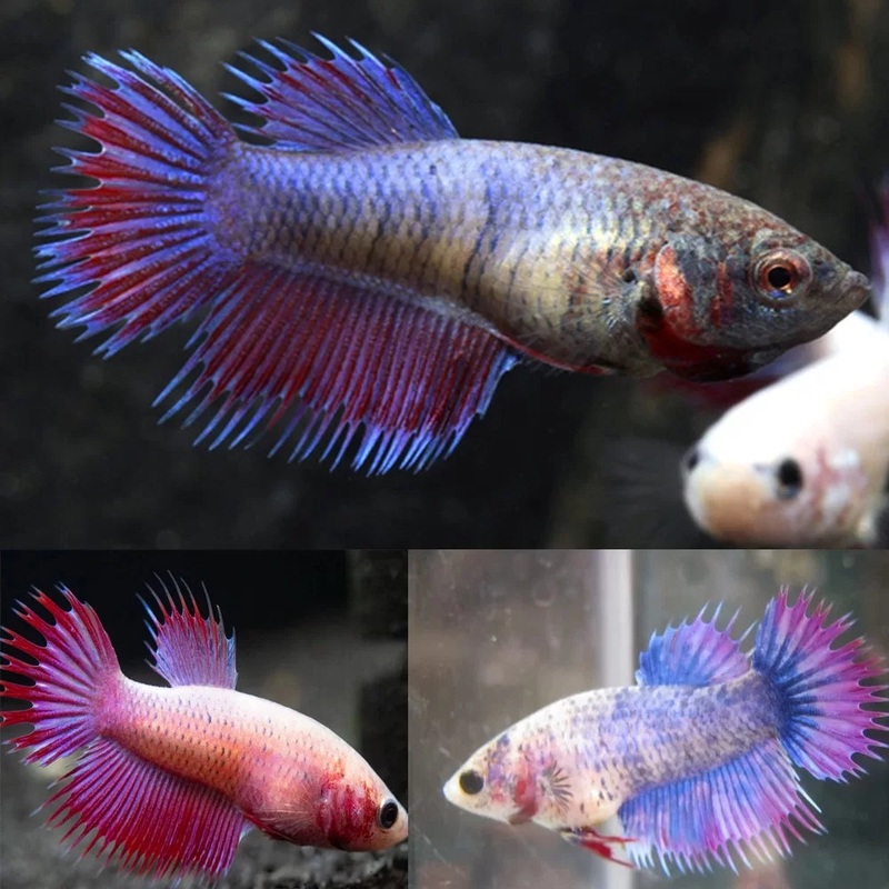 Crowntail Female Betta