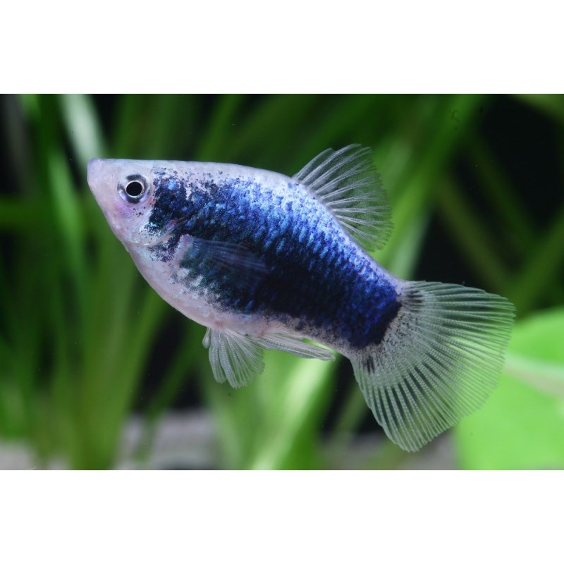 Dalmation Platy