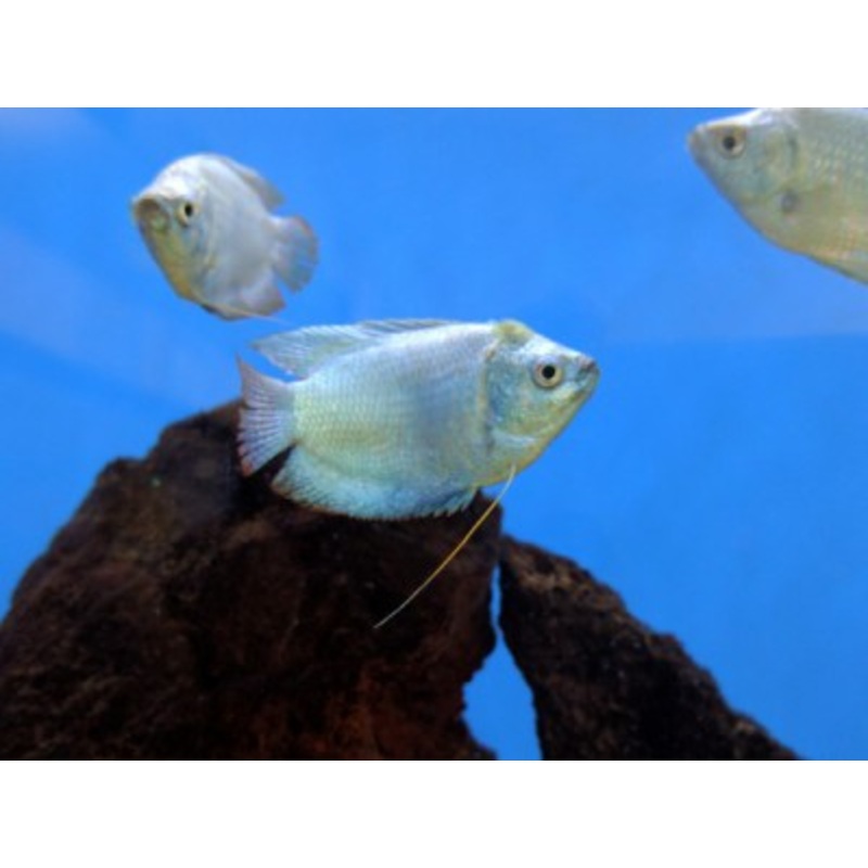 Dwarf Coral Blue Gourami Male
