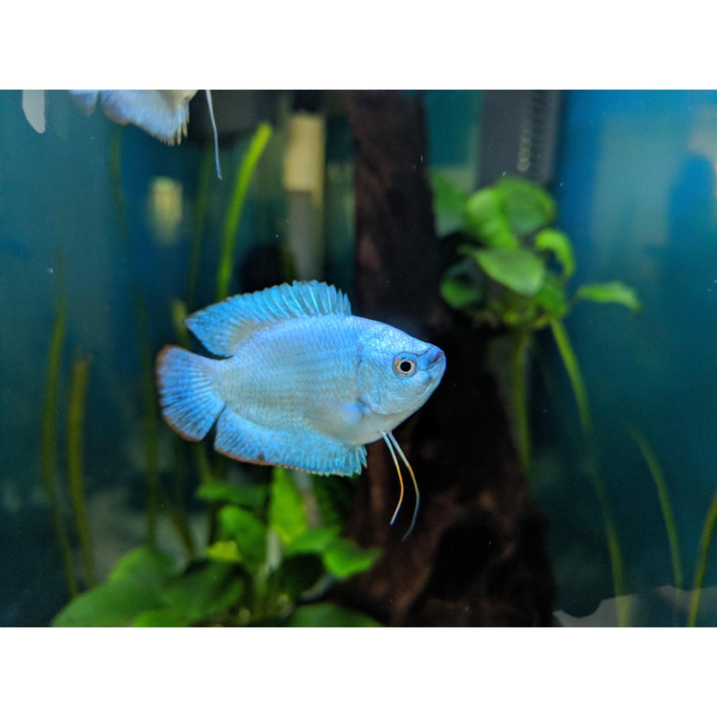 Dwarf Gourami Male 5cm
