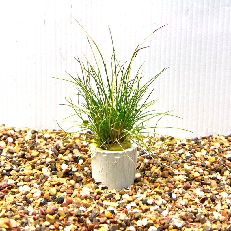 Dwarf Hairgrass Pot