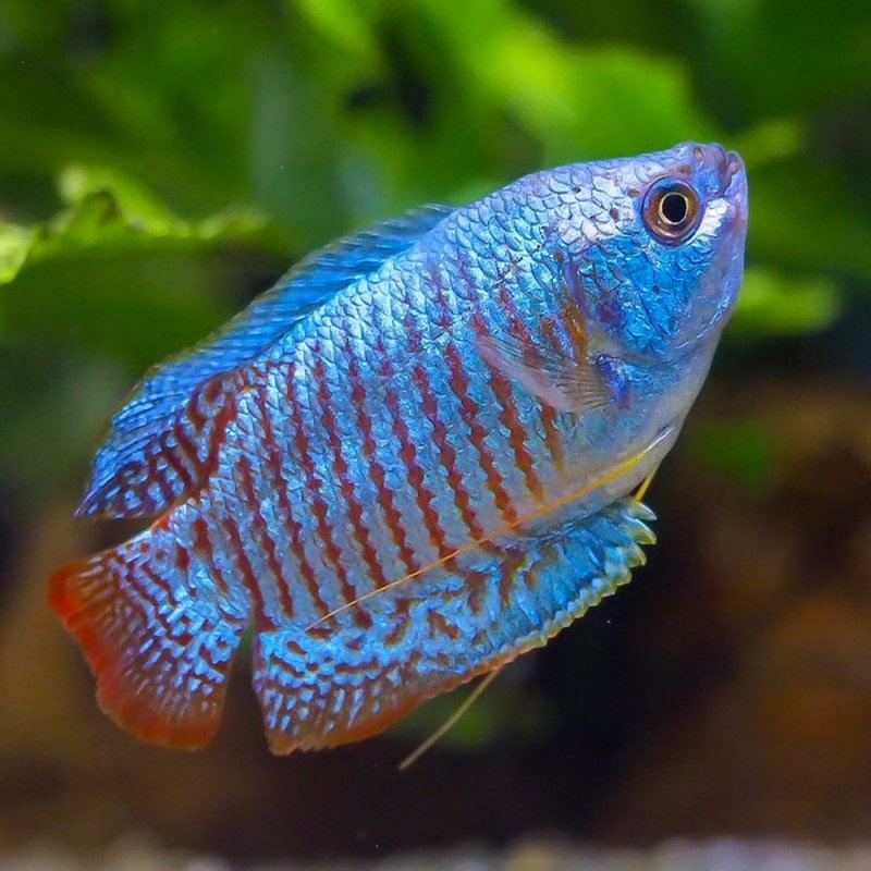 Dwarf Neon Blue Gourami male 5cm
