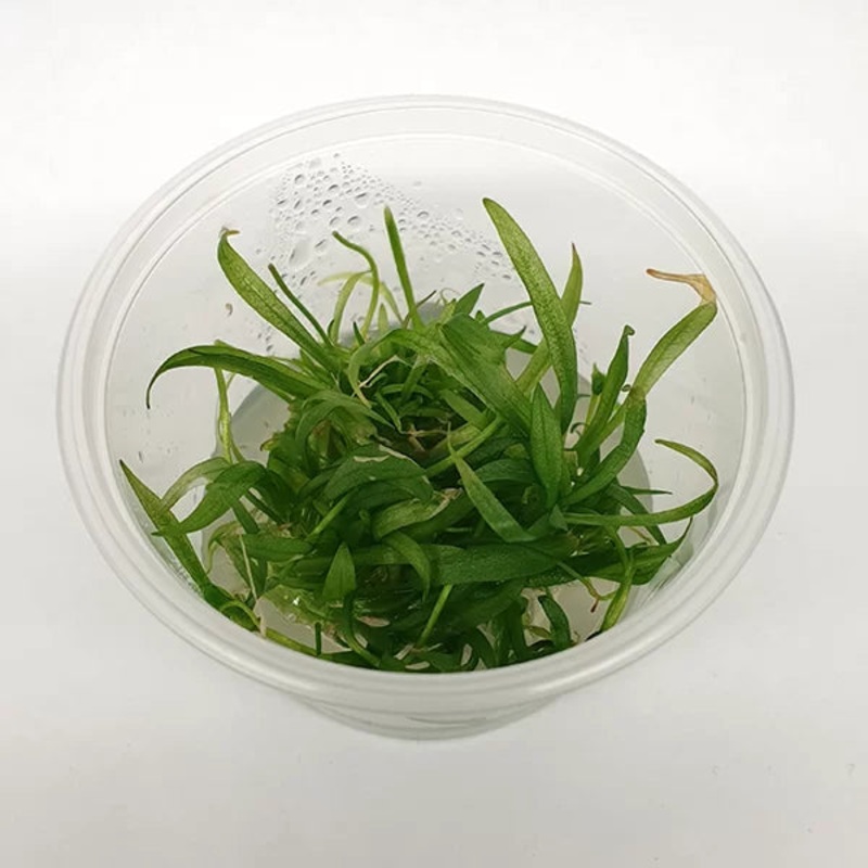 Echinodorus bolivianus - Rusby Holm-Niels - Tissue Culture