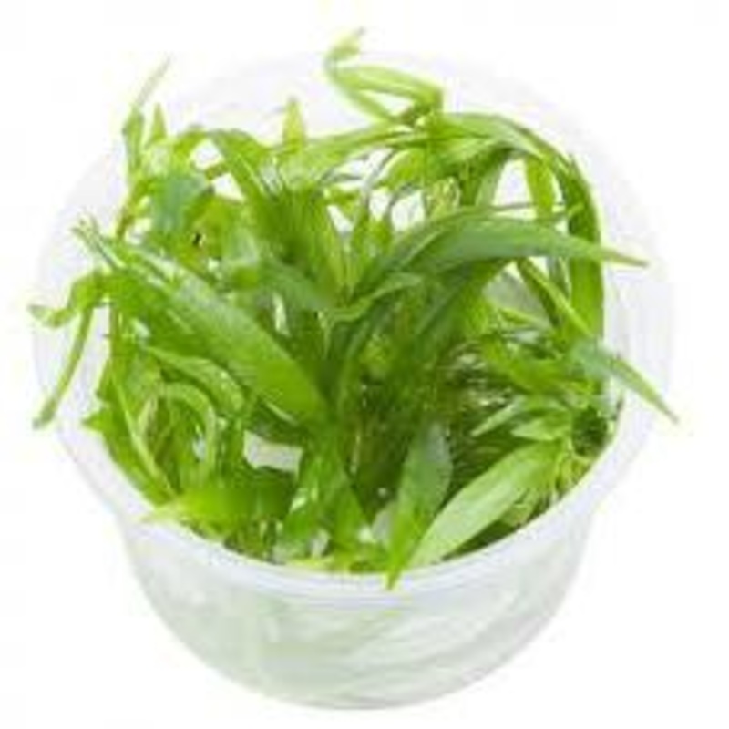 Echinodorus bolivianus Rusby Tissue Culture