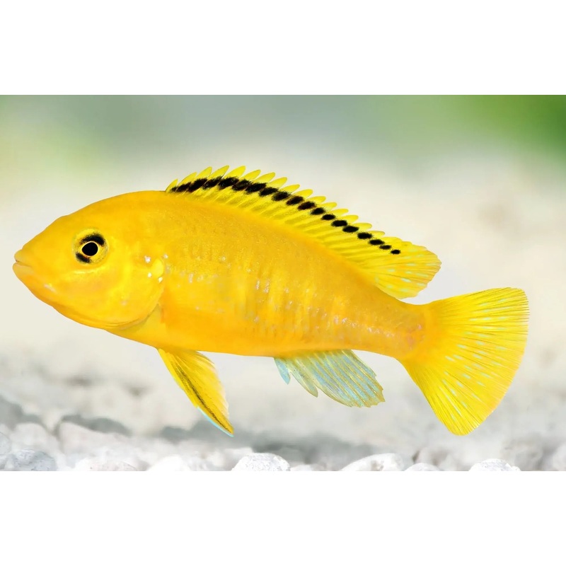 Electric Yellow Cichlid 5cm
