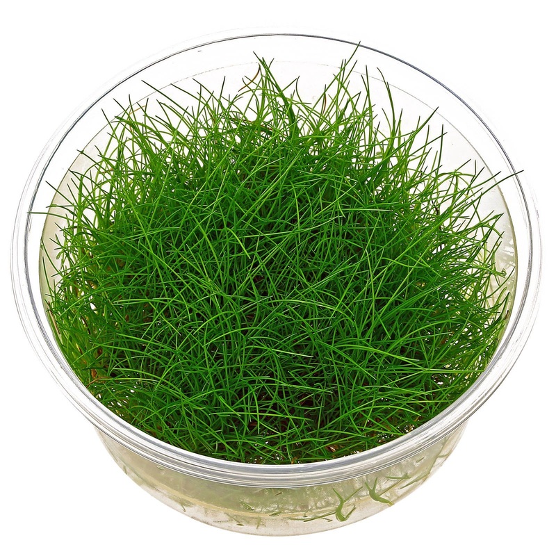 Eleocharis acicularis - Dwarf Hair Grass - Tissue Culture