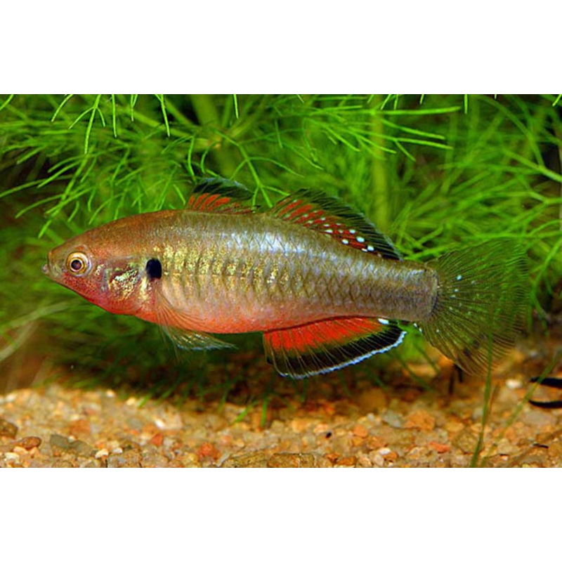 Empire Gudgeon 7cm