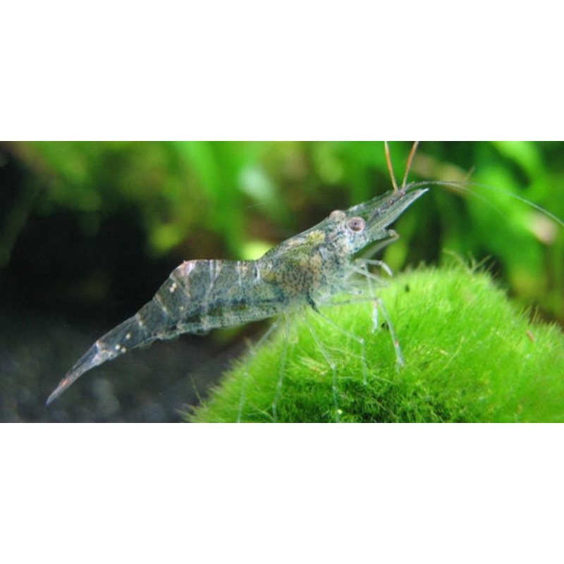 Freshwater Glass Shrimp