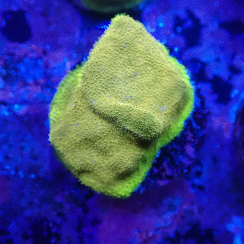 Gold Psammacora Frag