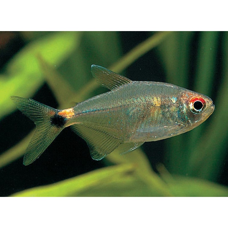 Head and Tail Light Tetra