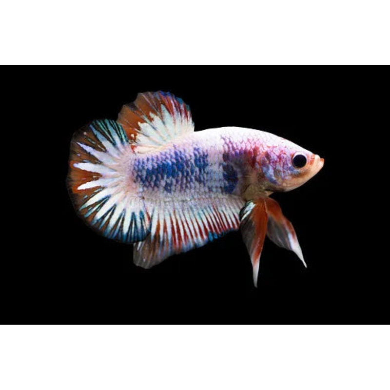 HMPK Multi Color Female Betta