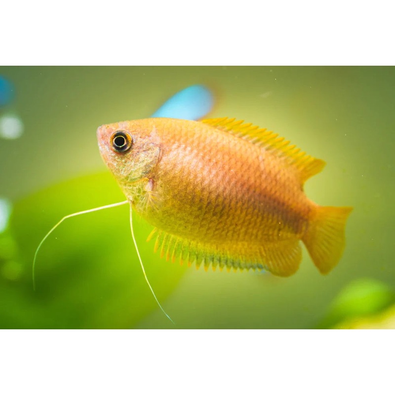 Honey Dwarf Gourami 5cm