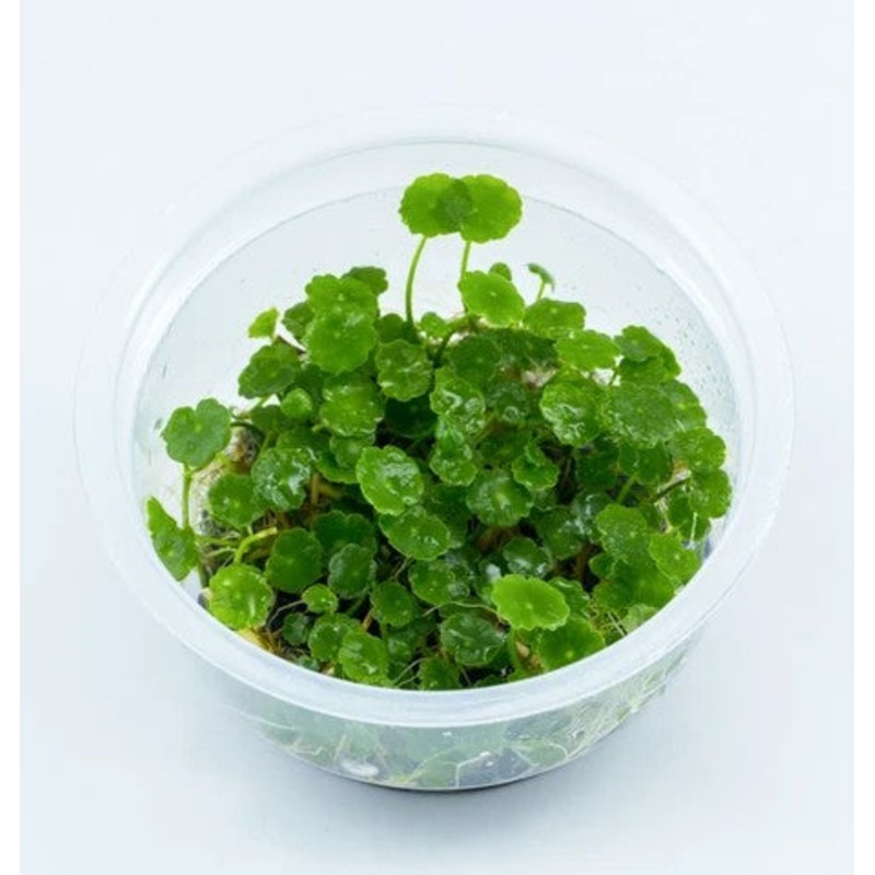 Hydrocotyle verticillata - Shield Pennywort - Tissue Culture