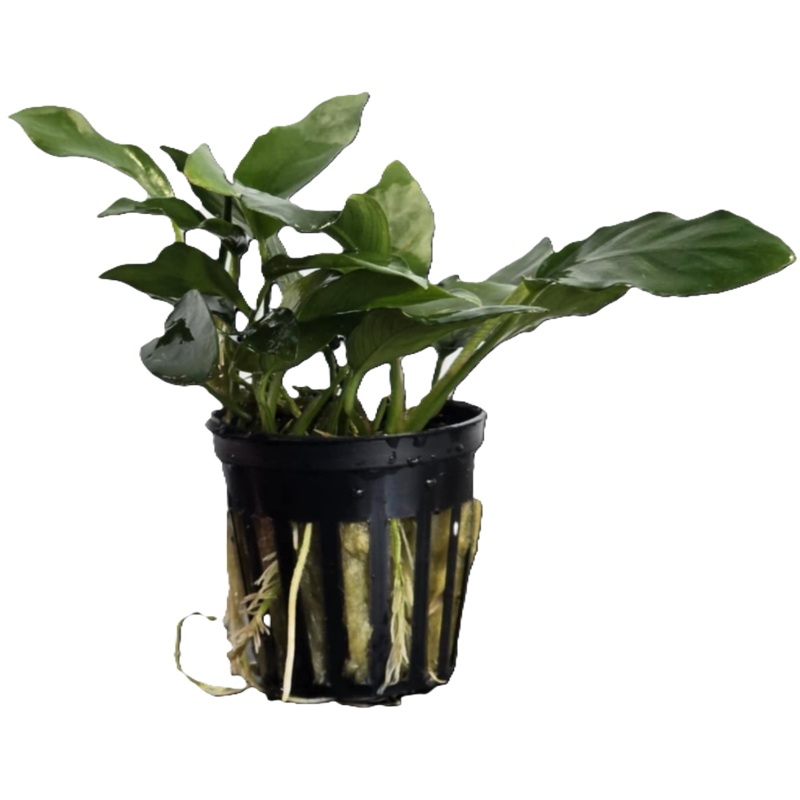 Hydroponics Anubias Assorted