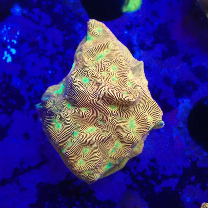 Jack O Lantern Leptoseris Frag