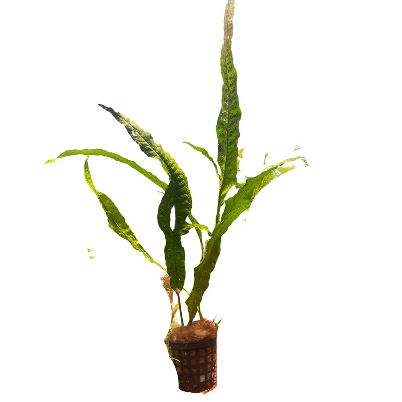 Java Fern 5cm Pots