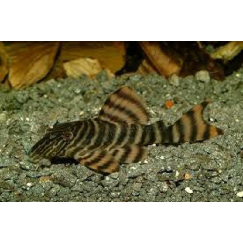 L002 Tiger Pleco 5cm